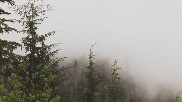 How To Claim The Cricbet99 Bonus Offers?